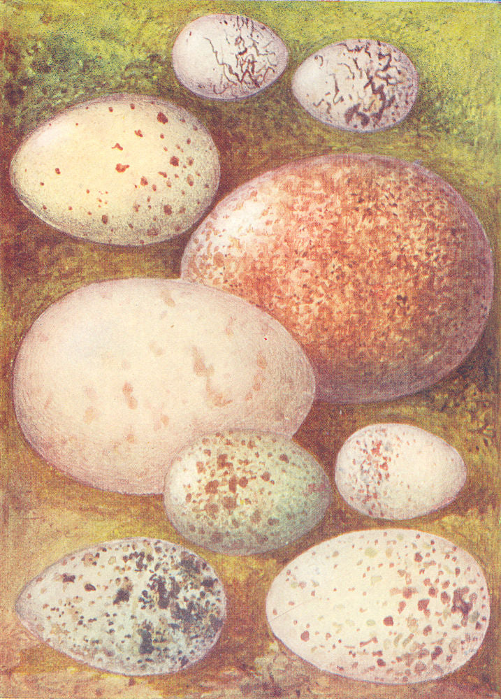 EGGS. Water Rail; Jack Snipe; Chough; Fieldfare; Puffin 1901 old antique print